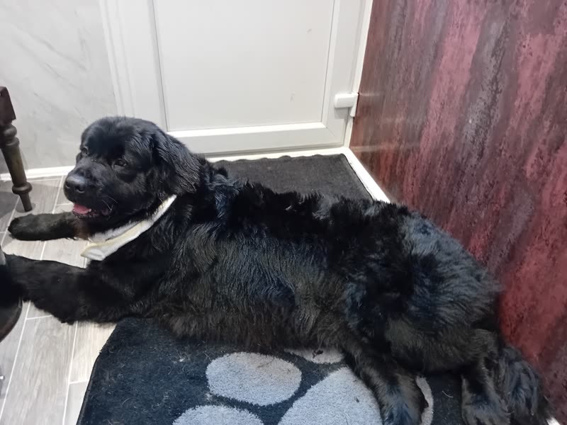 A black curly-coated dog stretched out on a paw-print mat by the doorway after its groom