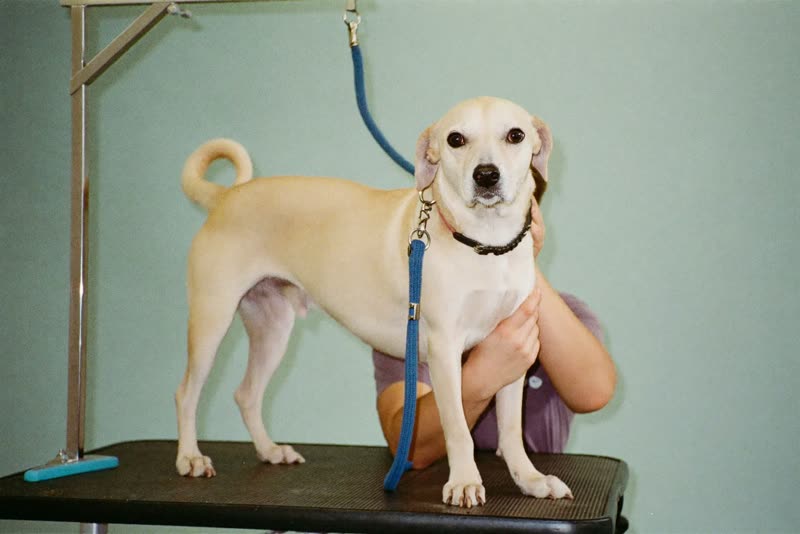 A dog being handled on the grooming table