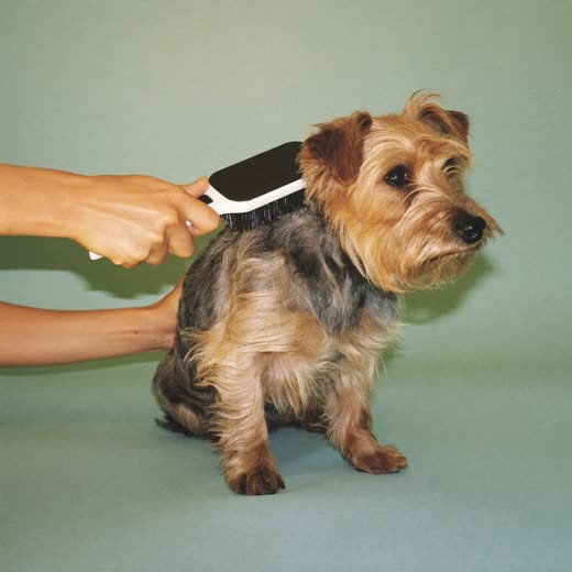 A terrier being brushed out during a groom