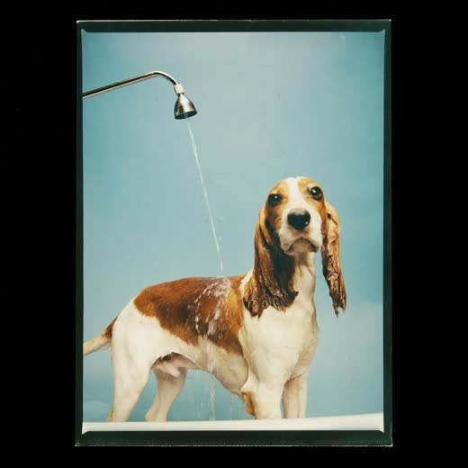 A spaniel being bathed and rinsed