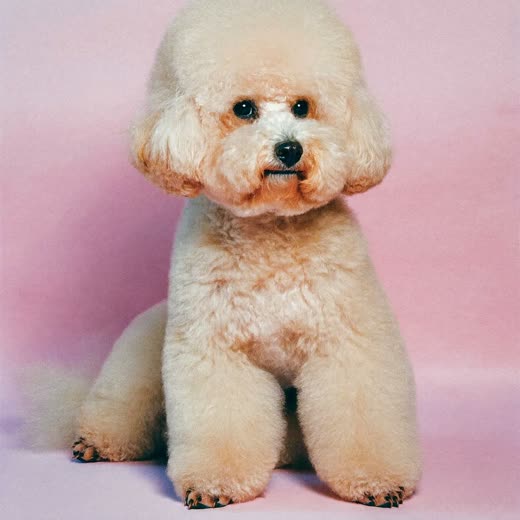 A poodle after a full clip and trim